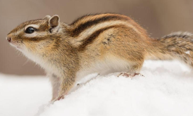 成都萬鼎会议服务有限公司轮播图2